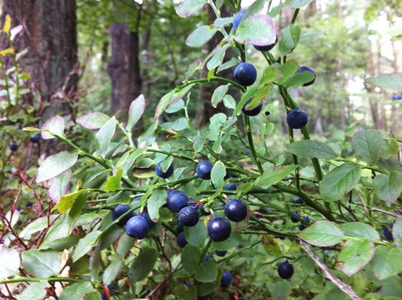 blueberries2