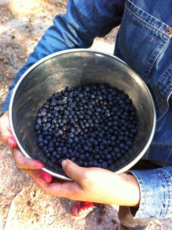 blueberries3