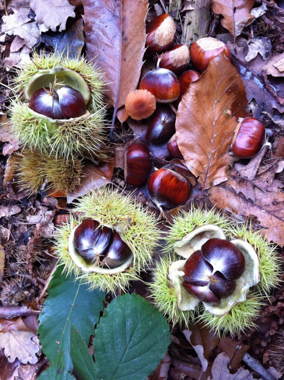 chestnuts